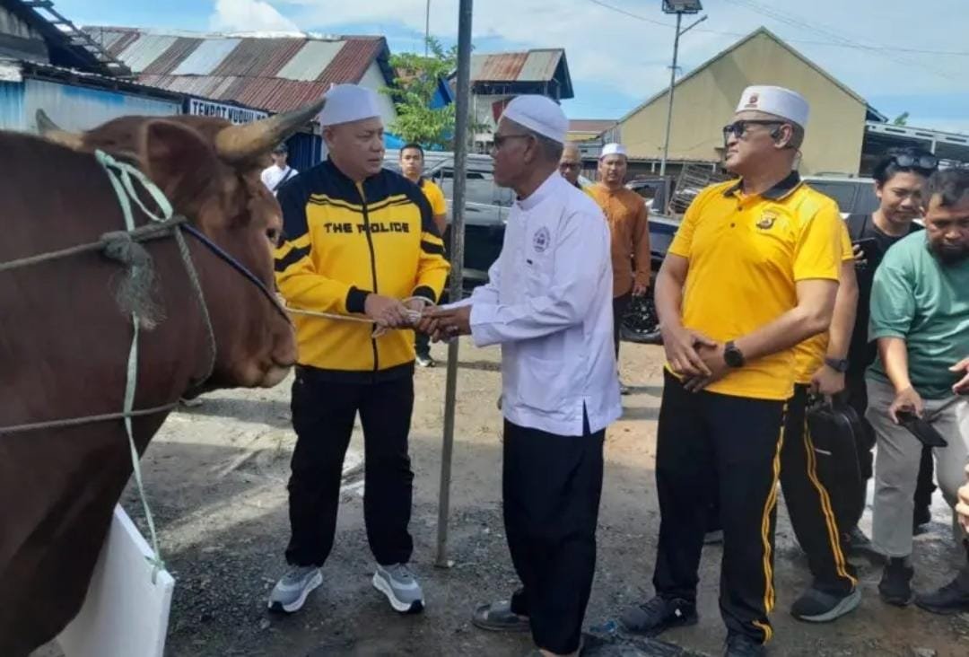 Jelang Haul ke-6 KH. Ahmad Zuhdiannor, Kapolda Kalsel Serahkan Dua Sapi Limosin untuk Konsumsi Jemaah