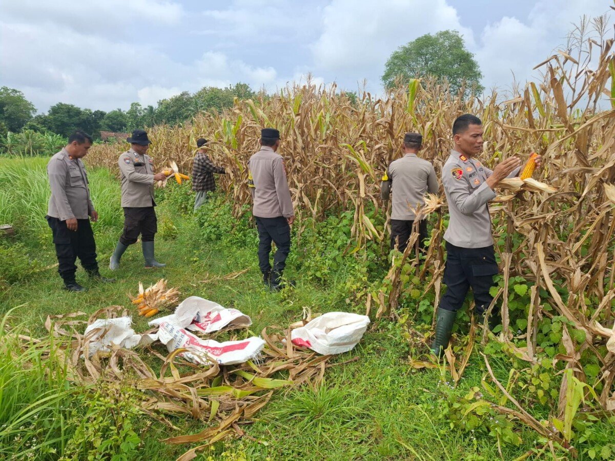 Polres serang Gelar Panen Jagung di Lahan Seluas 1, 5 Hektar di Tunjung Teja 